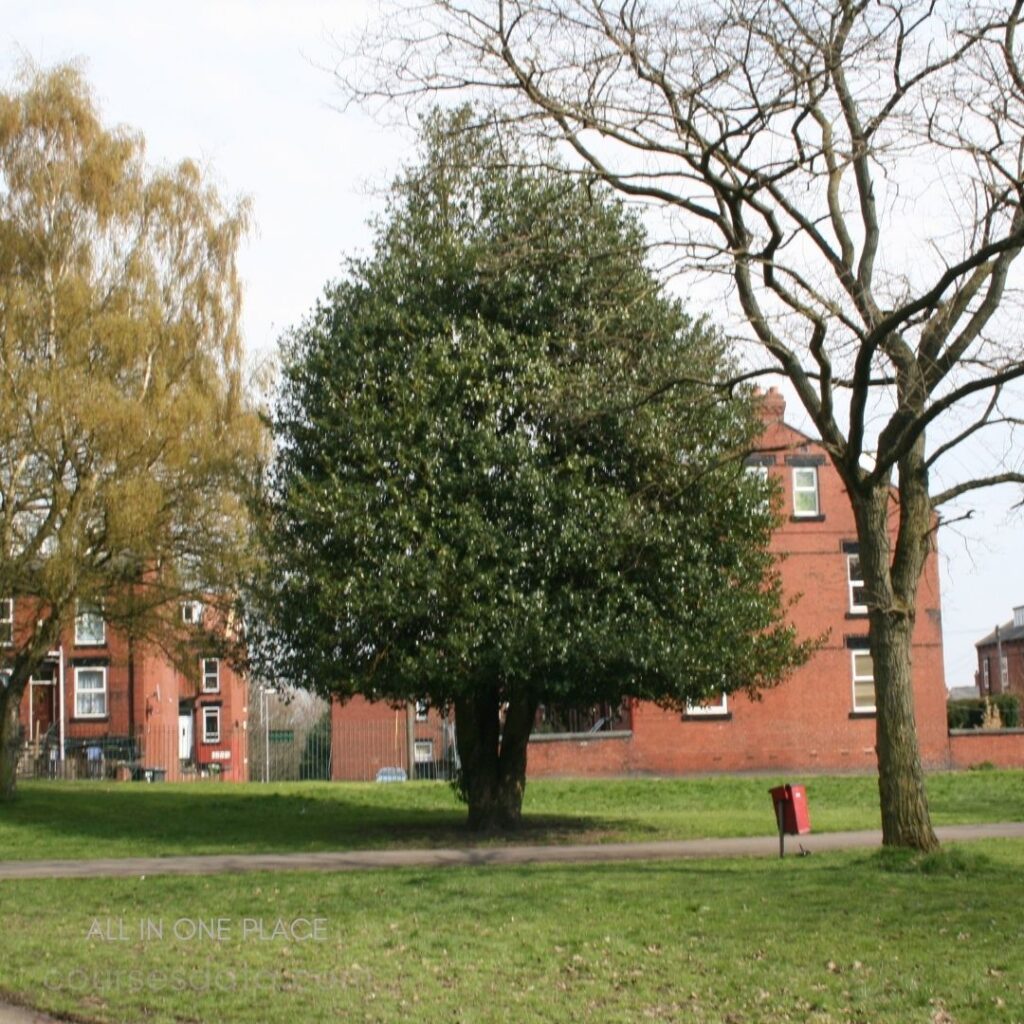 Lush green tree in park.