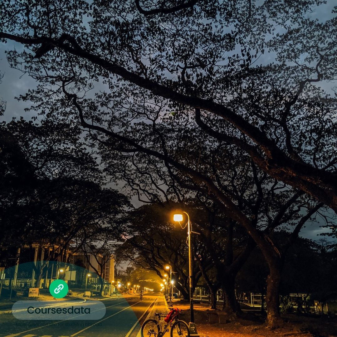 Nighttime street with trees.
