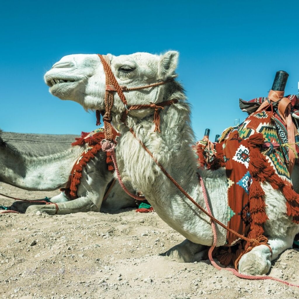 White camel with decorative blanket.