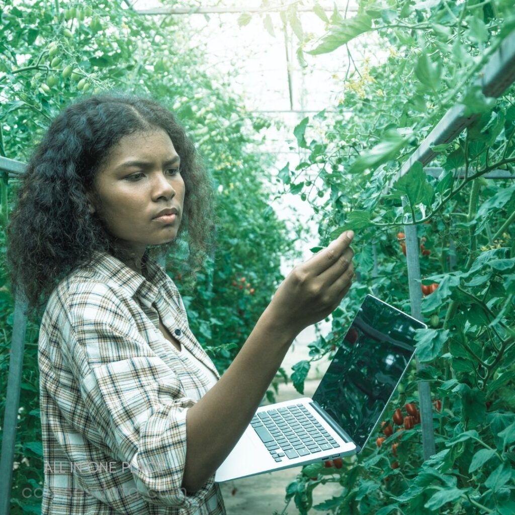 Young woman in greenhouse. Holding laptop while inspecting plants. Lush greenery and tomatoes surrounding. Focused expression on her face.